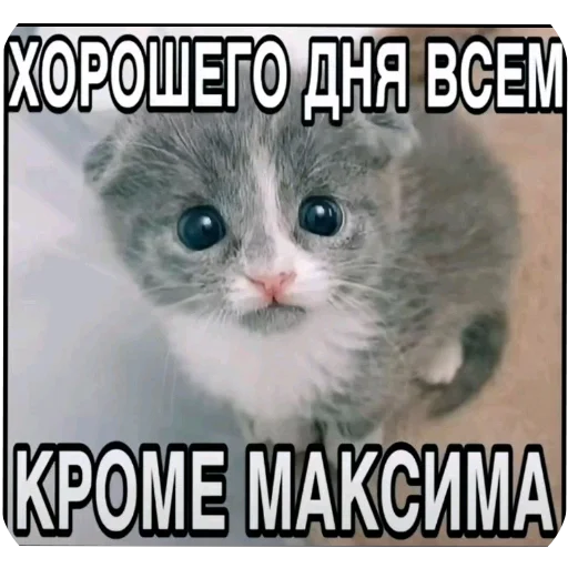 🐱 Стикер «Мемность» для Telegram