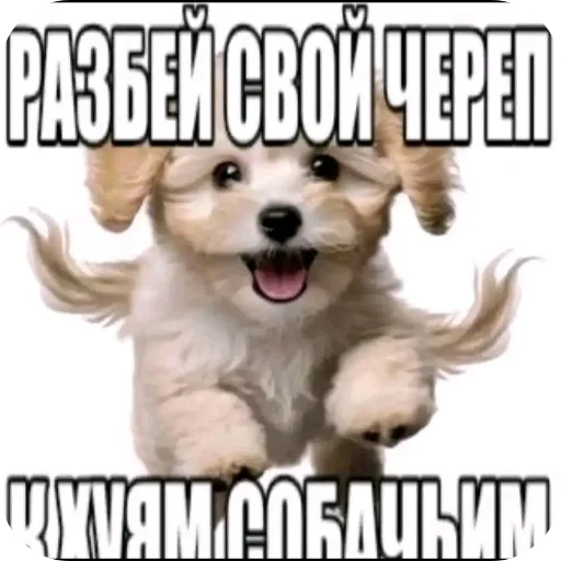 🐶 Стикер «Мемность» для Telegram