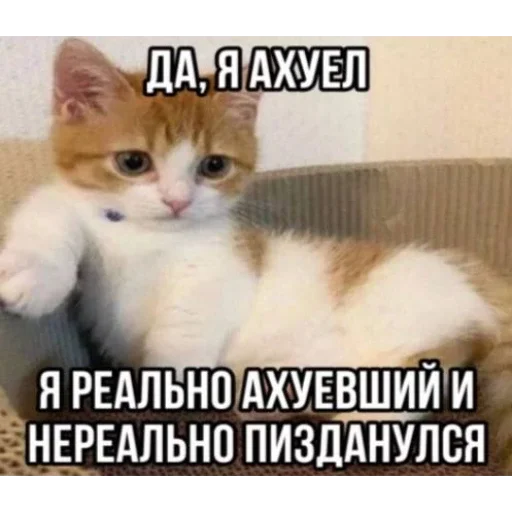 🥵 Стикер «Мемность» для Telegram