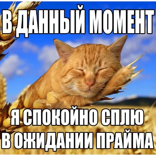 😄 Стикер «Мемность» для Telegram