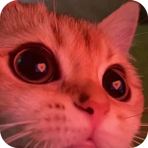 🐱 Стикер «Meow fun» для Telegram