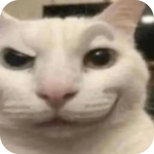 👍 Стикер «Meow fun» для Telegram
