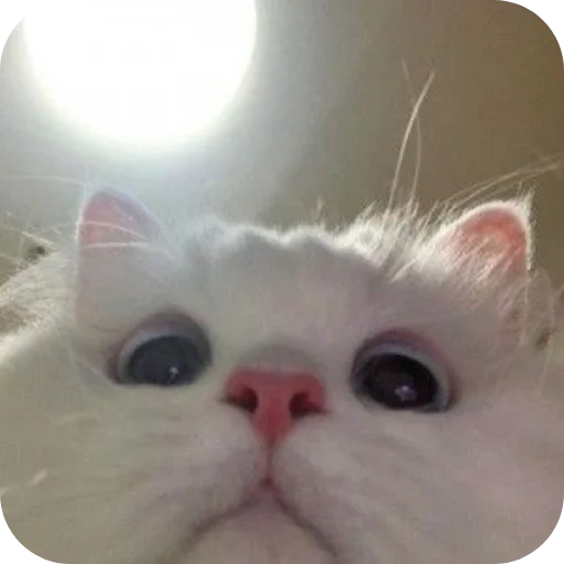 🐱 Стикер «Meow fun» для Telegram