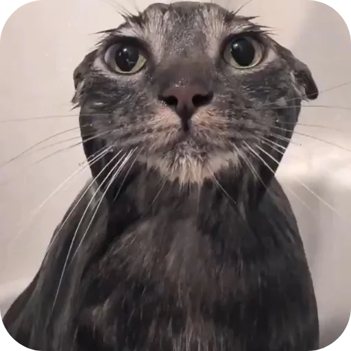 🐦 Стикер «Meow fun» для Telegram