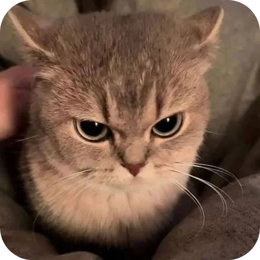 🐱 Стикер «Meow fun» для Telegram