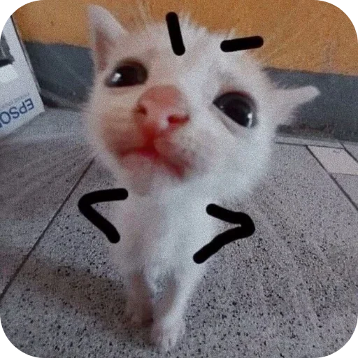 🐱 Стикер «Meow fun» для Telegram