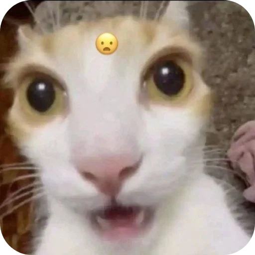 👍 Стикер «Meow fun» для Telegram