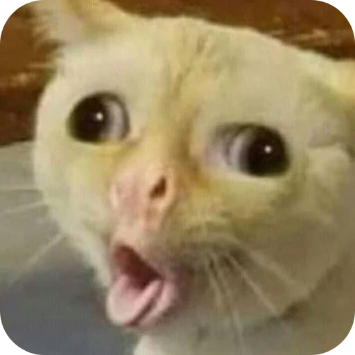 👍 Стикер «Meow fun» для Telegram