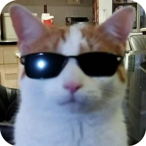 🐱 Стикер «Meow fun» для Telegram