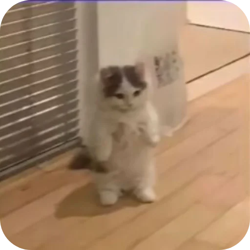 🐱 Стикер «Meow fun» для Telegram