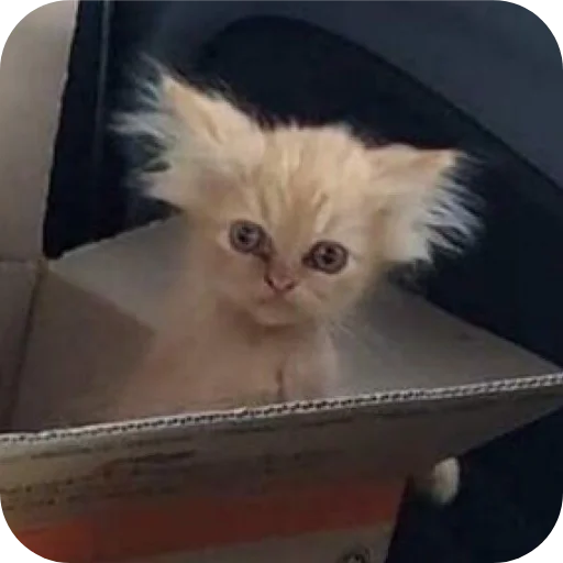 🐱 Стикер «Meow fun» для Telegram