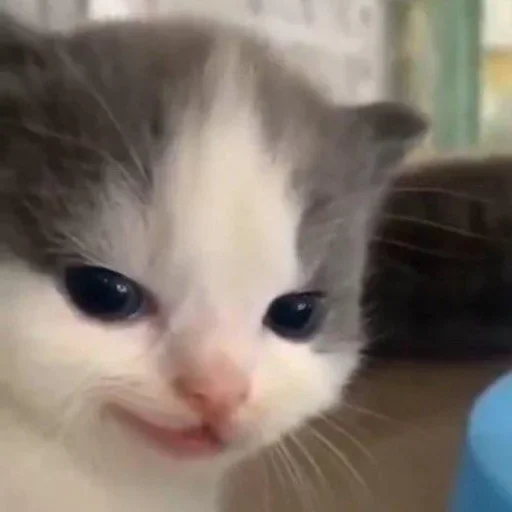 😈 Стикер «Meow Peow» для Telegram
