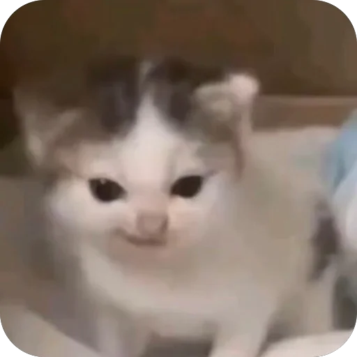 😏 Стикер «Meow Peow» для Telegram
