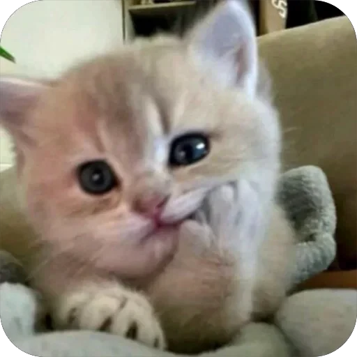 😓 Стикер «Meow Peow» для Telegram