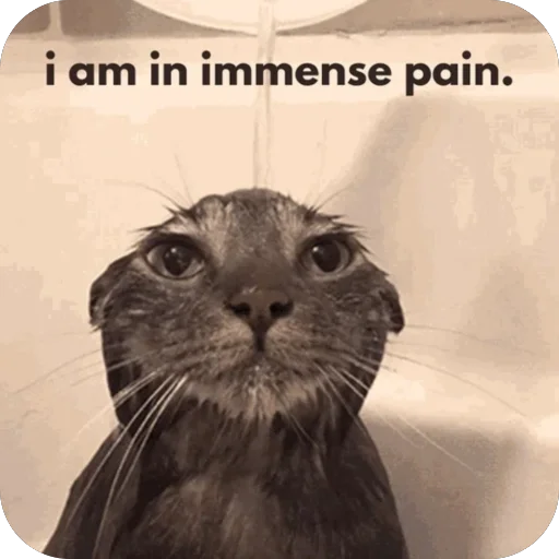 😞 Стикер «Meow Peow» для Telegram