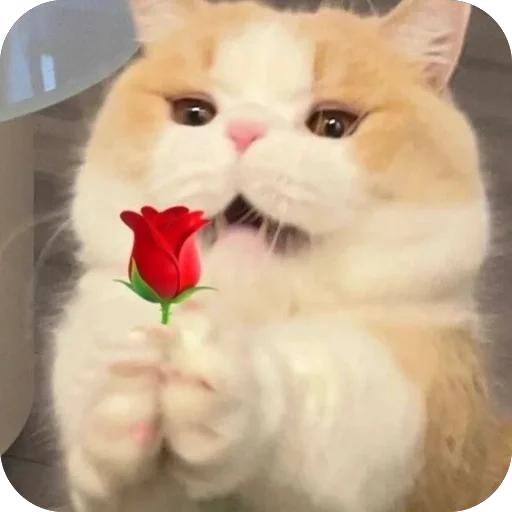 🌹 Стикер «Meow Peow» для Telegram