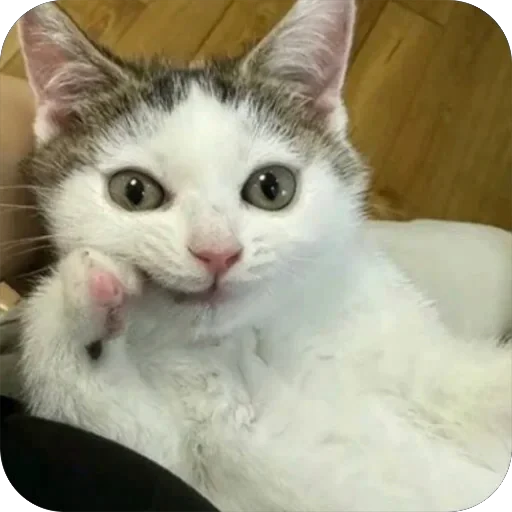 🤔 Стикер «Meow Peow» для Telegram