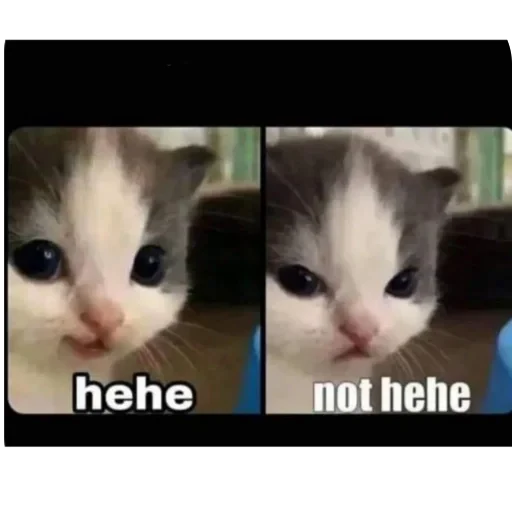😕 Стикер «Meow Peow» для Telegram