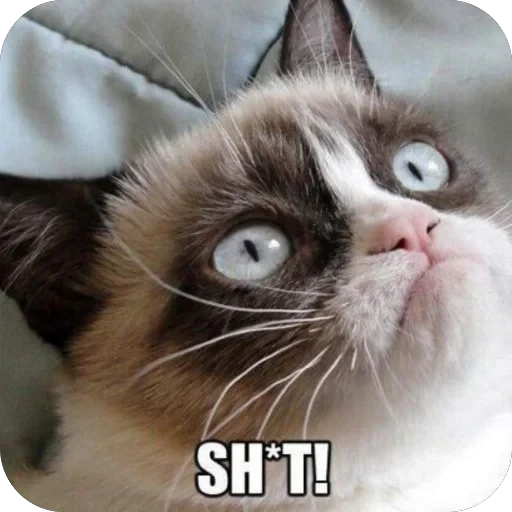 😳 Стикер «Meow Peow» для Telegram