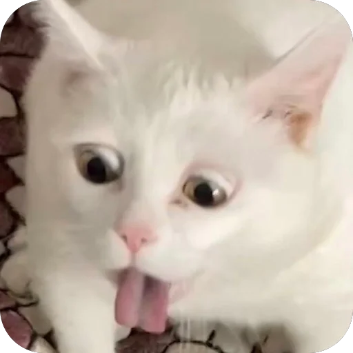 😒 Стикер «Meow Peow» для Telegram