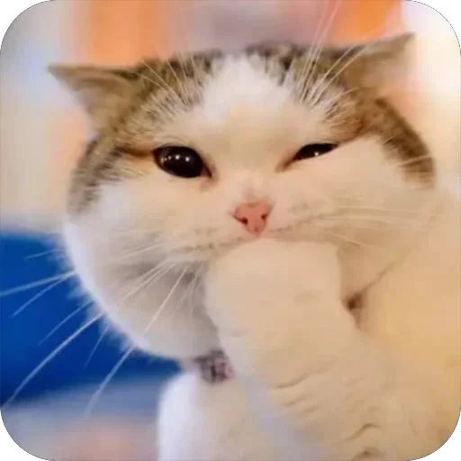 Стикерпак Meow Peow для Telegram — скачать