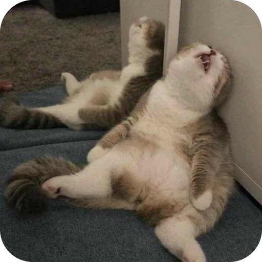 😩 Стикер «Meow Peow» для Telegram