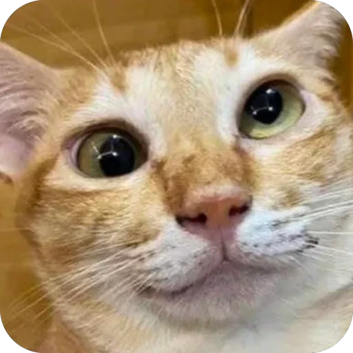 🤪 Стикер «Meow Peow» для Telegram