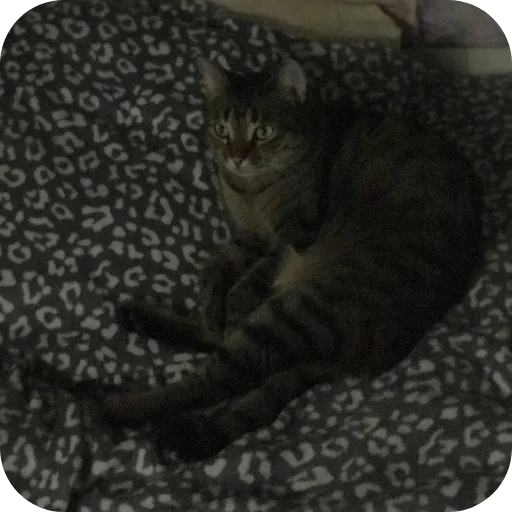 🐱 Стикер «Мифа» для Telegram