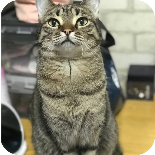 🐱 Стикер «Мифа» для Telegram