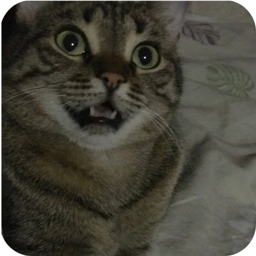 🐱 Стикер «Мифа» для Telegram