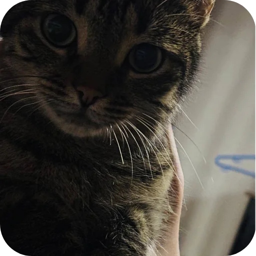 🐱 Стикер «Мифа» для Telegram