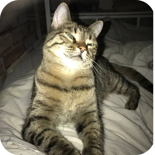 🐱 Стикер «Мифа» для Telegram
