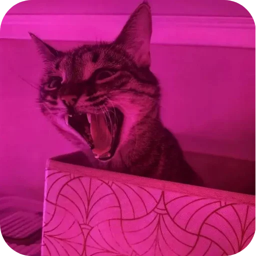 🐱 Стикер «Мифа» для Telegram