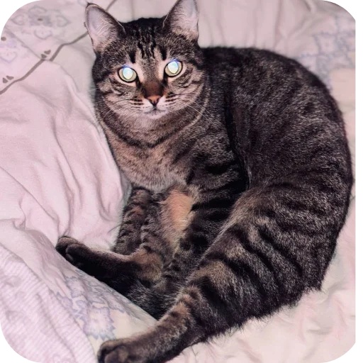 🐱 Стикер «Мифа» для Telegram