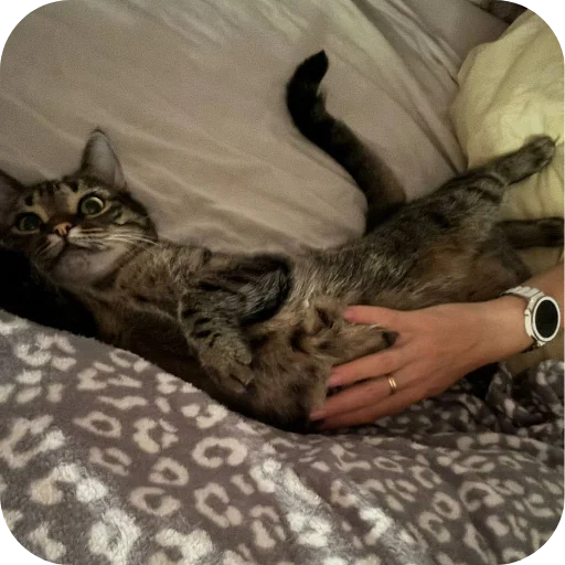 🐱 Стикер «Мифа» для Telegram