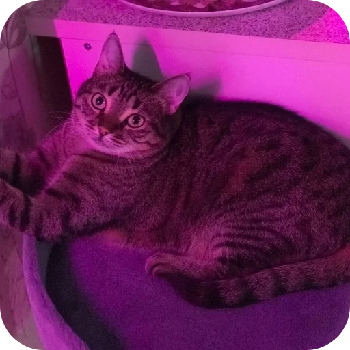 🐱 Стикер «Мифа» для Telegram