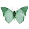 🦋 Эмодзи «Набор эмоджи с мятным рандомчиком» для Telegram