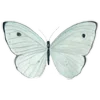 🦋 Эмодзи «Набор эмоджи с мятным рандомчиком» для Telegram