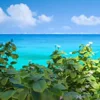🌴 Эмодзи «Моана» для Telegram