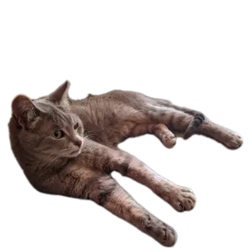 🐱 Стикер «Живность_N1» для Telegram