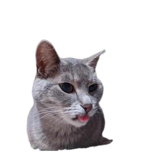 🐱 Стикер «Живность_N1» для Telegram
