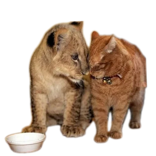 🐱 Стикер «Живность_N1» для Telegram