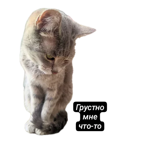 🐱 Стикер «Живность_N1» для Telegram