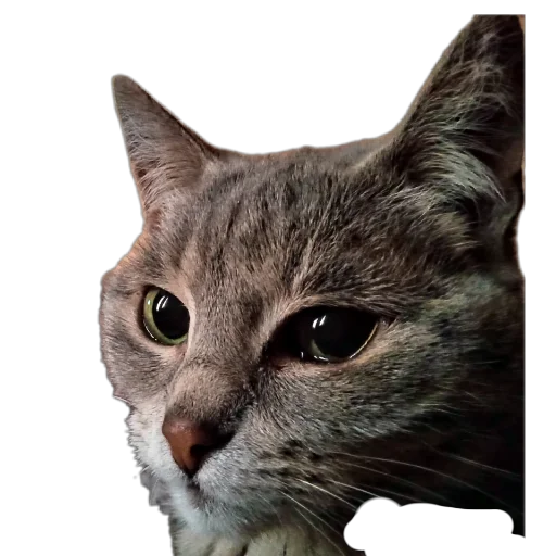 🐱 Стикер «Живность_N1» для Telegram