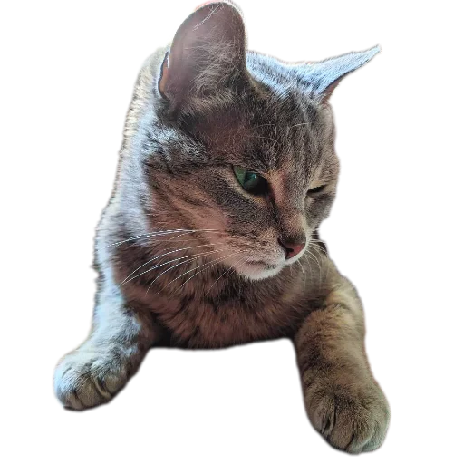 🐱 Стикер «Живность_N1» для Telegram