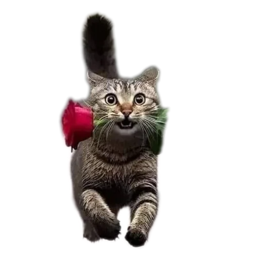 🐱 Стикер «Живность_N1» для Telegram