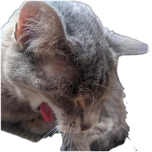 🐱 Стикер «Живность_N1» для Telegram