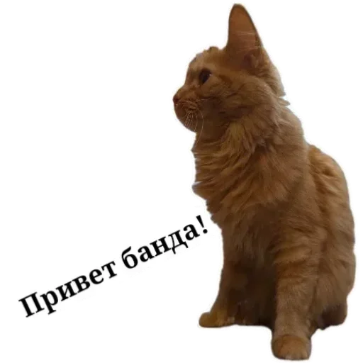 🤝 Стикер «Живность_N1» для Telegram