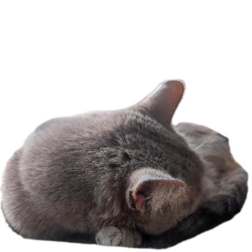 🐱 Стикер «Живность_N1» для Telegram