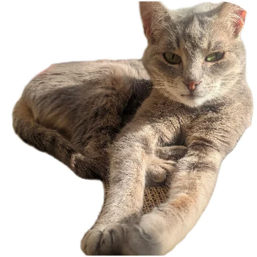 🐱 Стикер «Живность_N1» для Telegram